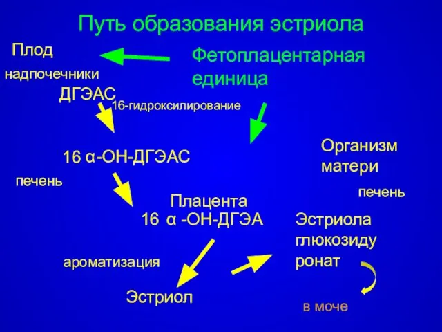 ДГЭАС 16 -ОН-ДГЭАС -ОН-ДГЭА 16 Эстриол Эстриола глюкозидуронат в моче Плод Организм