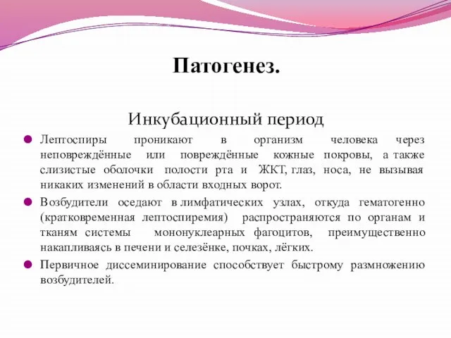 Патогенез. Инкубационный период Лептоспиры проникают в организм человека через неповреждённые или повреждённые