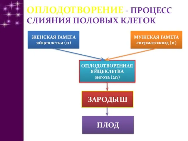 ОПЛОДОТВОРЕНИЕ - ПРОЦЕСС СЛИЯНИЯ ПОЛОВЫХ КЛЕТОК МУЖСКАЯ ГАМЕТА сперматозоид (n) ЖЕНСКАЯ ГАМЕТА