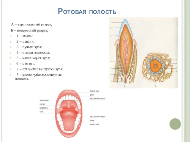 Ротовая полость А – вертикальный разрез; Б – поперечный разрез; 1 –