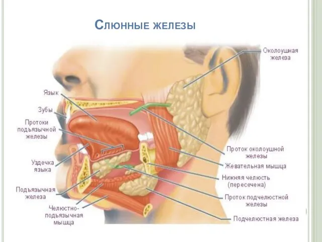 Слюнные железы