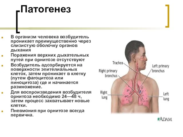 Патогенез В организм человека возбудитель проникает преимущественно через слизистую оболочку органов дыхания