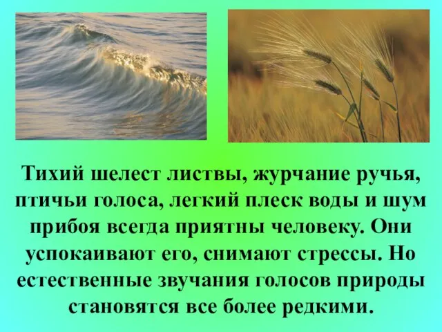 Тихий шелест листвы, журчание ручья, птичьи голоса, легкий плеск воды и шум