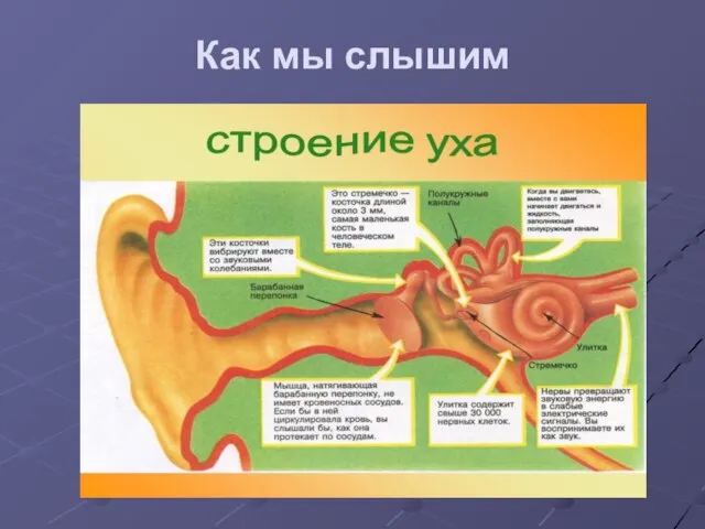 Как мы слышим