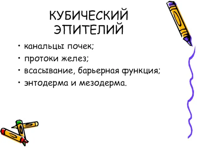 КУБИЧЕСКИЙ ЭПИТЕЛИЙ канальцы почек; протоки желез; всасывание, барьерная функция; энтодерма и мезодерма.