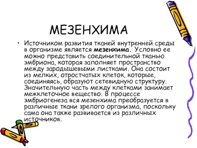 МЕЗЕНХИМА Источником развития тканей внутренней среды в организме является мезенхима. Условно ее