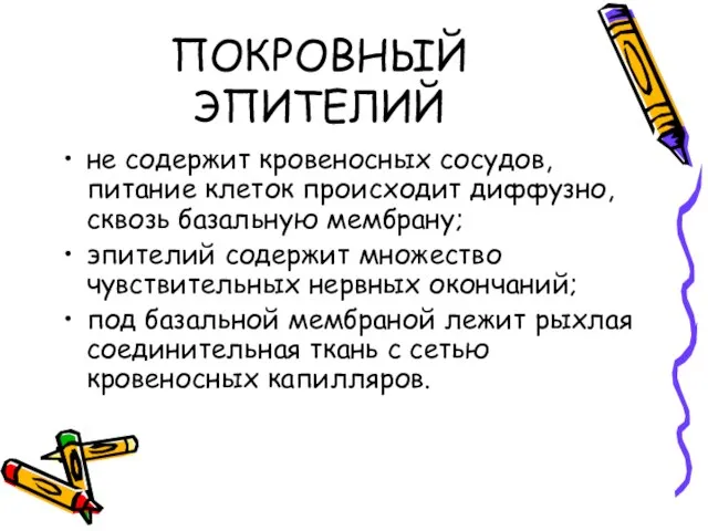 ПОКРОВНЫЙ ЭПИТЕЛИЙ не содержит кровеносных сосудов, питание клеток происходит диффузно, сквозь базальную