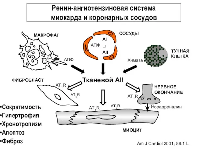 Ренин-ангиотензиновая система миокарда и коронарных сосудов Тканевой АII СОСУДЫ МАКРОФАГ ФИБРОБЛАСТ МИОЦИТ