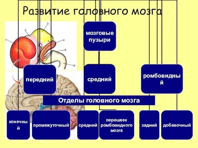 Развитие головного мозга Отделы головного мозга