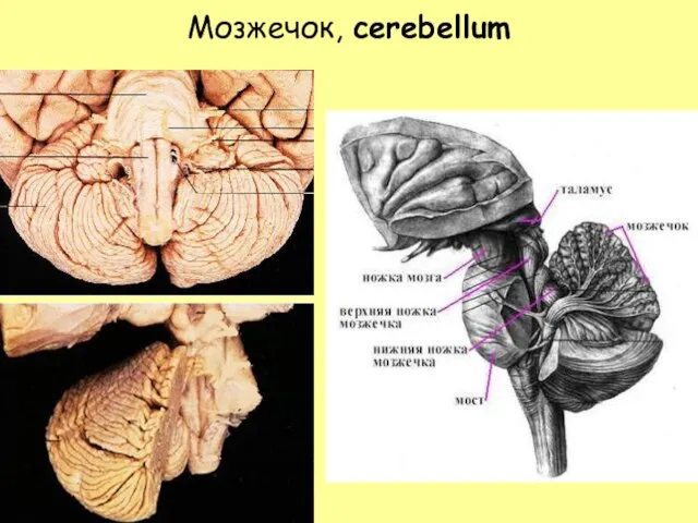 Мозжечок, cerebellum