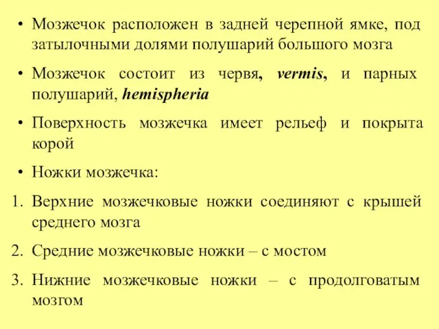 Мозжечок расположен в задней черепной ямке, под затылочными долями полушарий большого мозга