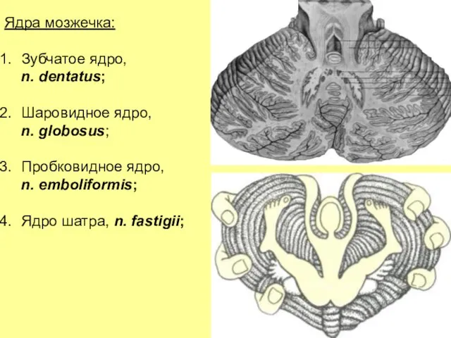 Ядра мозжечка: Зубчатое ядро, n. dentatus; Шаровидное ядро, n. globosus; Пробковидное ядро,