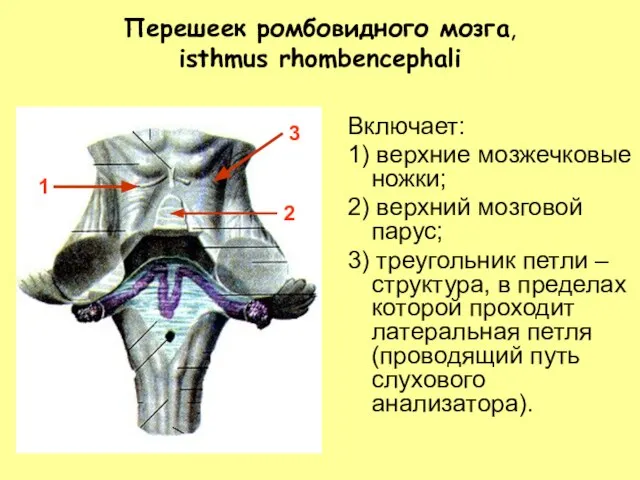 Перешеек ромбовидного мозга, isthmus rhombencephali Включает: 1) верхние мозжечковые ножки; 2) верхний