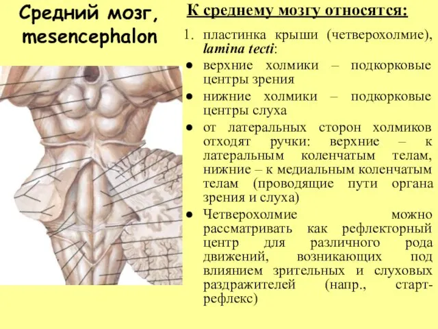 Средний мозг, mesencephalon К среднему мозгу относятся: пластинка крыши (четверохолмие), lamina tecti: