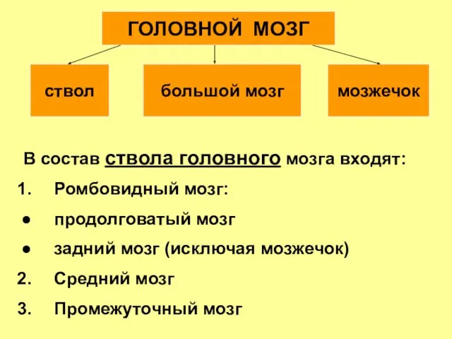 В состав ствола головного мозга входят: Ромбовидный мозг: продолговатый мозг задний мозг