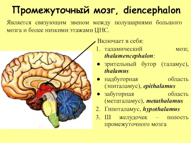 Промежуточный мозг, diencephalon Включает в себя: таламический мозг, thalamencephalon: зрительный бугор (таламус),