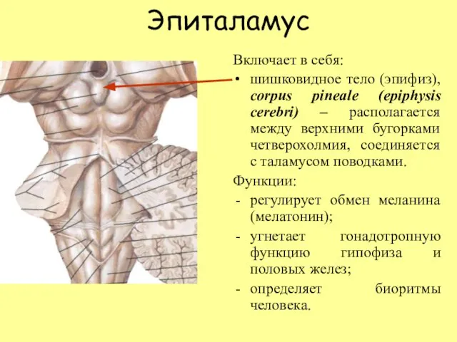 Эпиталамус Включает в себя: шишковидное тело (эпифиз), corpus pineale (epiphysis cerebri) –