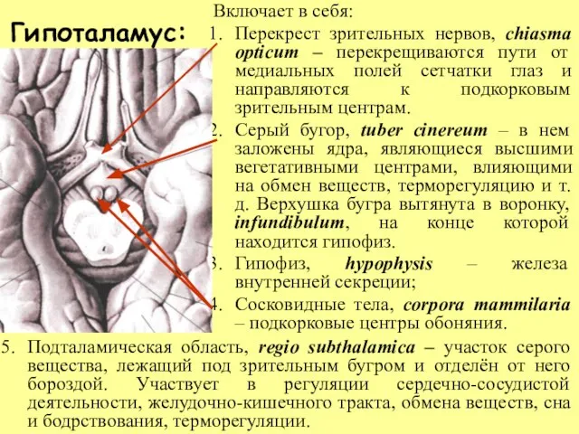 Гипоталамус: Включает в себя: Перекрест зрительных нервов, chiasma opticum – перекрещиваются пути