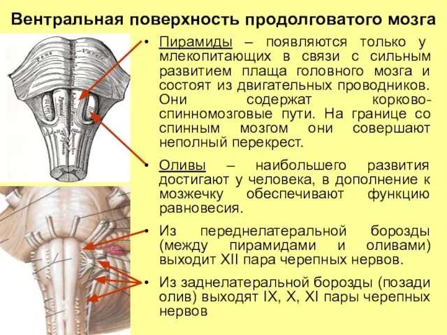 Вентральная поверхность продолговатого мозга Пирамиды – появляются только у млекопитающих в связи