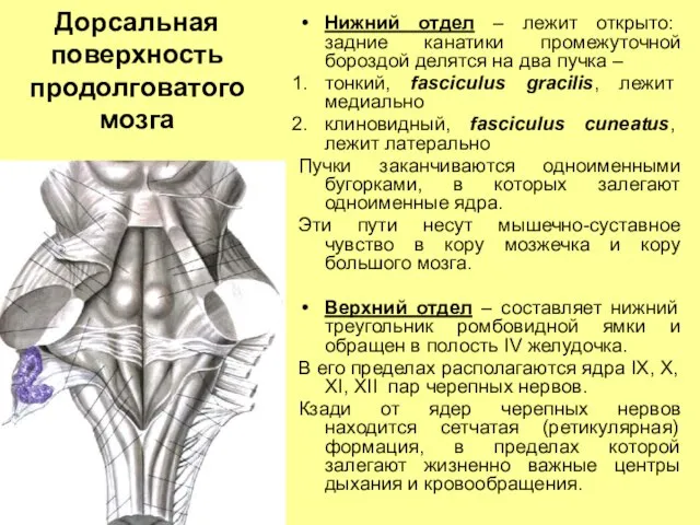 Дорсальная поверхность продолговатого мозга Нижний отдел – лежит открыто: задние канатики промежуточной