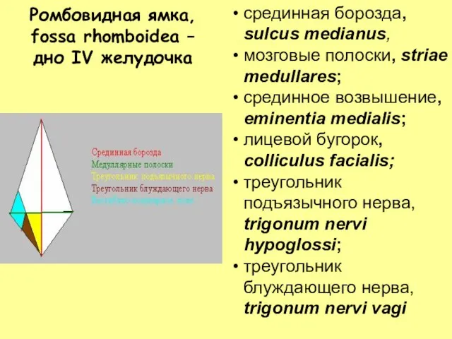 Ромбовидная ямка, fossa rhomboidea – дно IV желудочка срединная борозда, sulcus medianus,