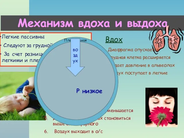 Механизм вдоха и выдоха Легкие пассивны Следуют за грудной клеткой За счет