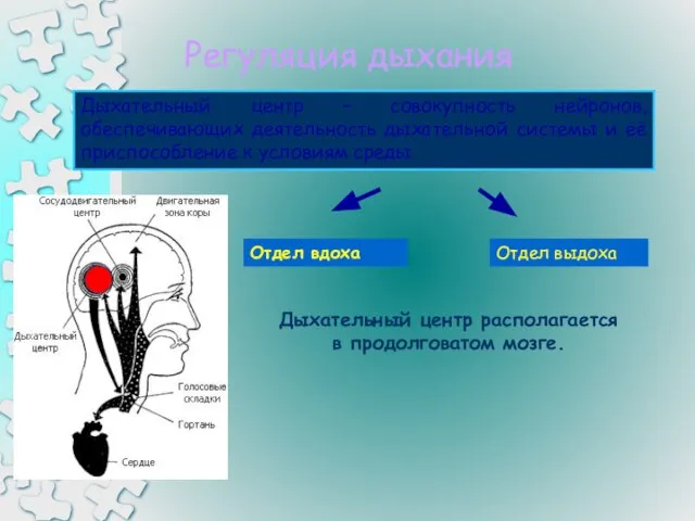 Регуляция дыхания Дыхательный центр – совокупность нейронов, обеспечивающих деятельность дыхательной системы и