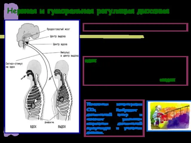 Нервная и гуморальная регуляция дыхания вдох – возбуждение рецепторов альвеол – блуждающий