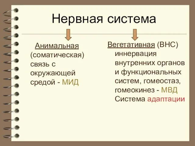 Нервная система Анимальная (соматическая) связь с окружающей средой - МИД Вегетативная (ВНС)