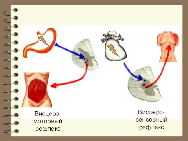 Висцеро-моторный рефлекс Висцеро-сенсорный рефлекс