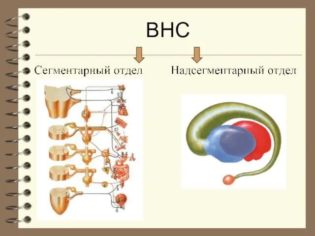 ВНС