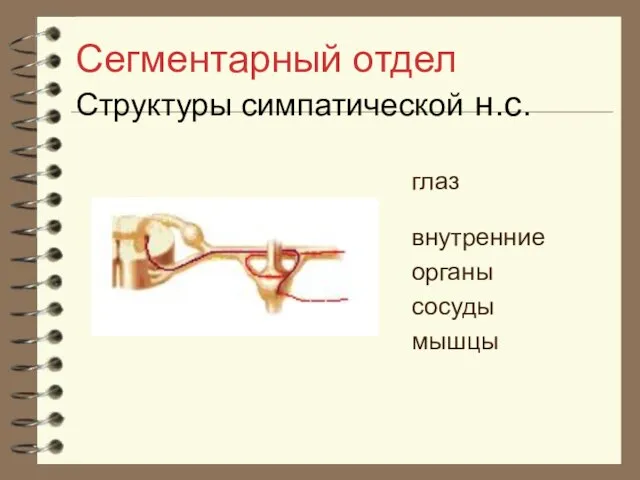 Сегментарный отдел Структуры симпатической н.с. глаз внутренние органы сосуды мышцы