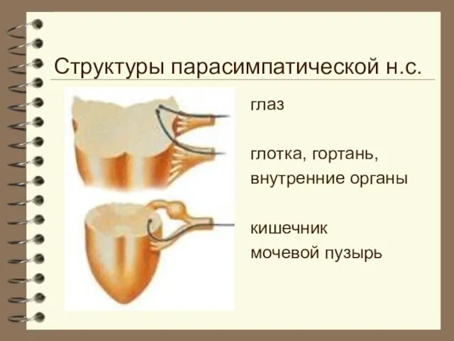 Структуры парасимпатической н.с. глаз глотка, гортань, внутренние органы кишечник мочевой пузырь