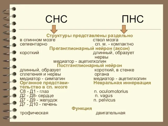 СНС ПНС Структуры представлены раздельно в спинном мозге ствол мозга сегментарно сп.