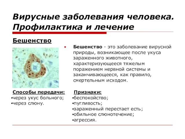 Бешенство - это заболевание вирусной природы, возникающее после укуса зараженного животного, характеризующееся