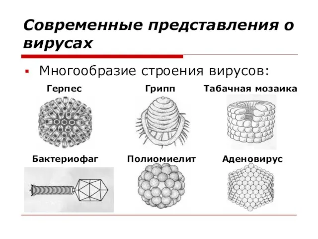 Современные представления о вирусах Многообразие строения вирусов: Герпес Грипп Табачная мозаика Бактериофаг Полиомиелит Аденовирус