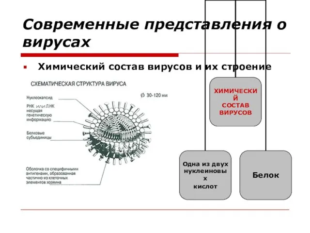 Современные представления о вирусах Химический состав вирусов и их строение