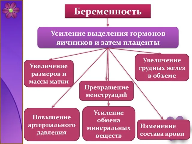 Беременность Усиление выделения гормонов яичников и затем плаценты Прекращение менструаций Увеличение размеров