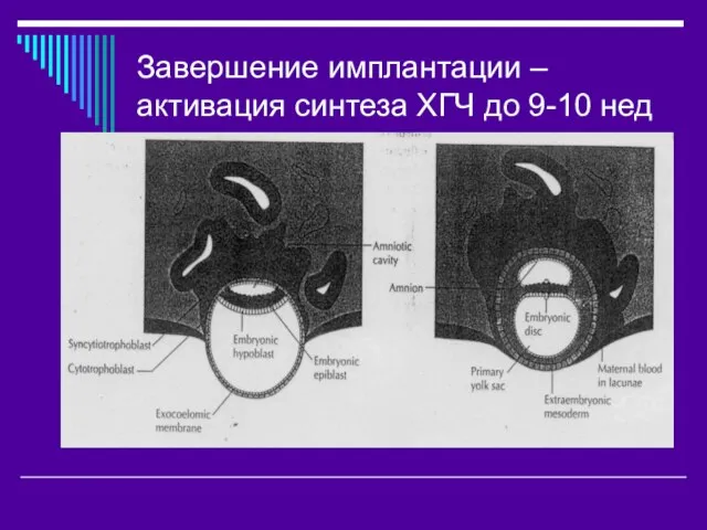 Завершение имплантации –активация синтеза ХГЧ до 9-10 нед