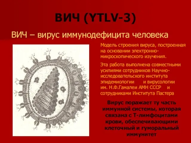 ВИЧ (YTLV-3) ВИЧ – вирус иммунодефицита человека Модель строения вируса, построенная на