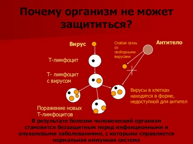 Почему организм не может защититься? Вирус Антитело Слабая связь со свободными вирусами