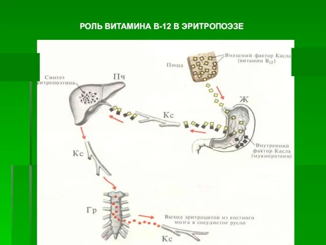 РОЛЬ ВИТАМИНА В-12 В ЭРИТРОПОЭЗЕ