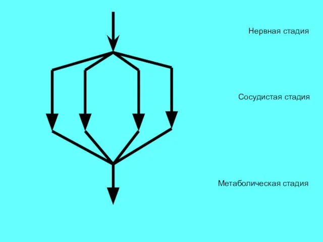 Нервная стадия Сосудистая стадия Метаболическая стадия
