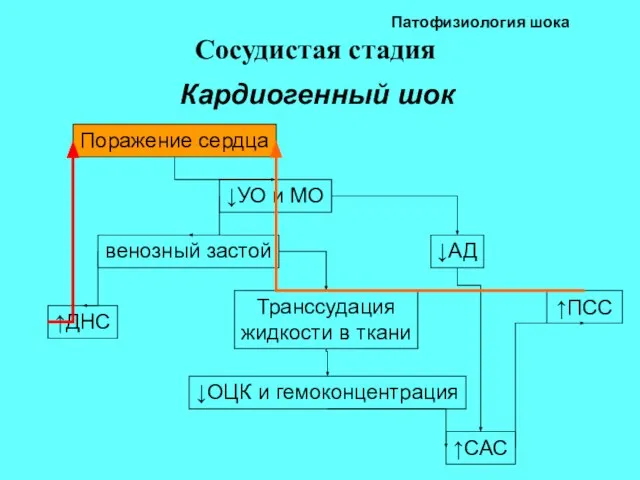 Патофизиология шока Сосудистая стадия Кардиогенный шок ↑ПСС Поражение сердца ↓УО и МО