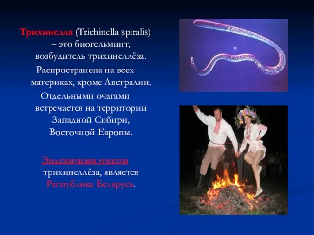 Трихинелла (Trichinella spiralis) – это биогельминт, возбудитель трихинеллёза. Распространена на всех материках,