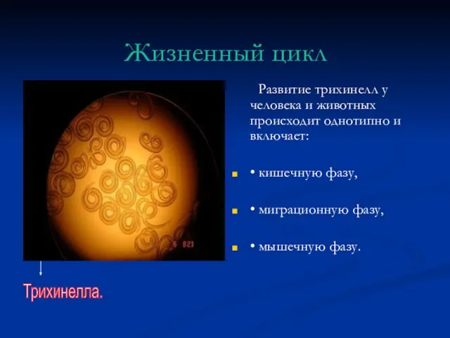 Жизненный цикл Развитие трихинелл у человека и животных происходит однотипно и включает: