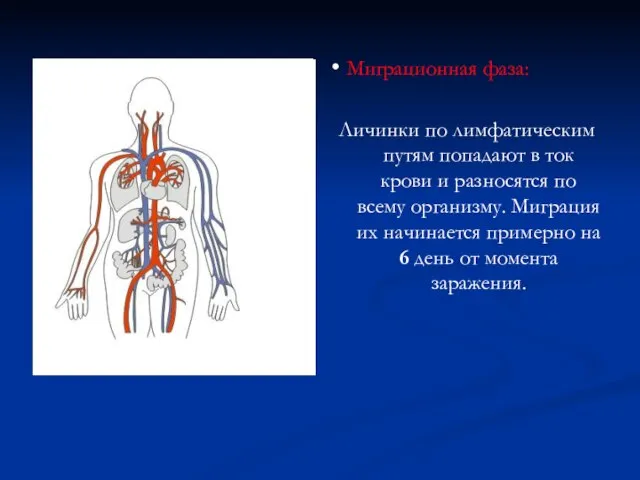 • Миграционная фаза: Личинки по лимфатическим путям попадают в ток крови и