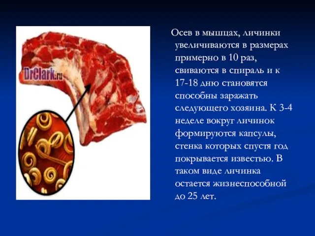 Осев в мышцах, личинки увеличиваются в размерах примерно в 10 раз, свиваются