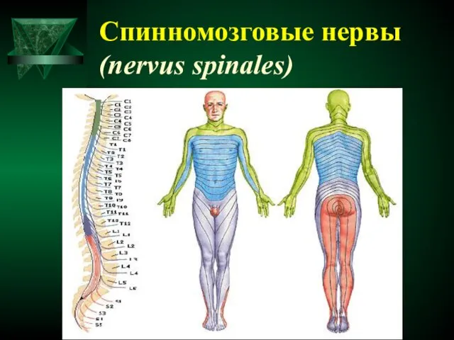 Спинномозговые нервы (nervus spinales)