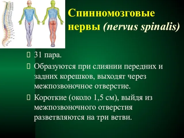 Спинномозговые нервы (nervus spinalis) 31 пара. Образуются при слиянии передних и задних